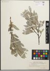 Foto von Salix glaucosericea Flod.